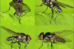 Rostovaya fly - insect niebezpieczne dla rolnictwa